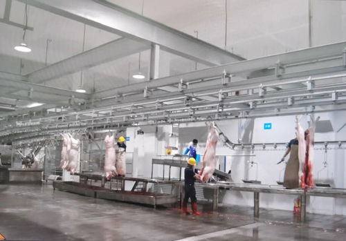 民生實事 區(qū)肉聯(lián)廠遷建項目一期工程竣工驗收運營