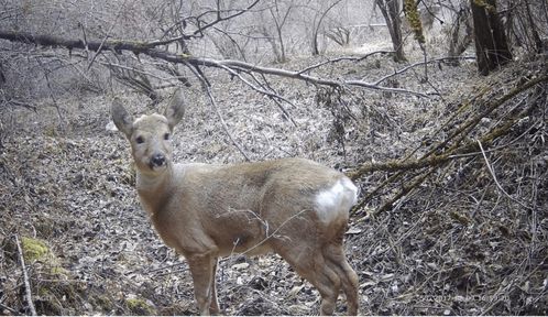 生物多樣性保護(hù)重大工程 7 建立紅外相機(jī)觀測(cè)網(wǎng)絡(luò),還原野生動(dòng)物真實(shí)風(fēng)貌